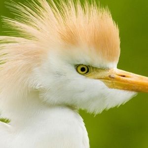 Meet your Posher, Crystal